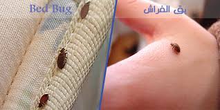 شركة رش مبيدات حشرية — صورة 1