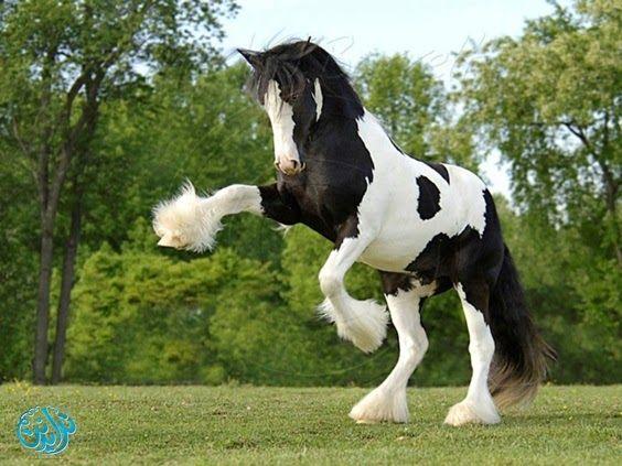 عامله بروندي — صورة 1